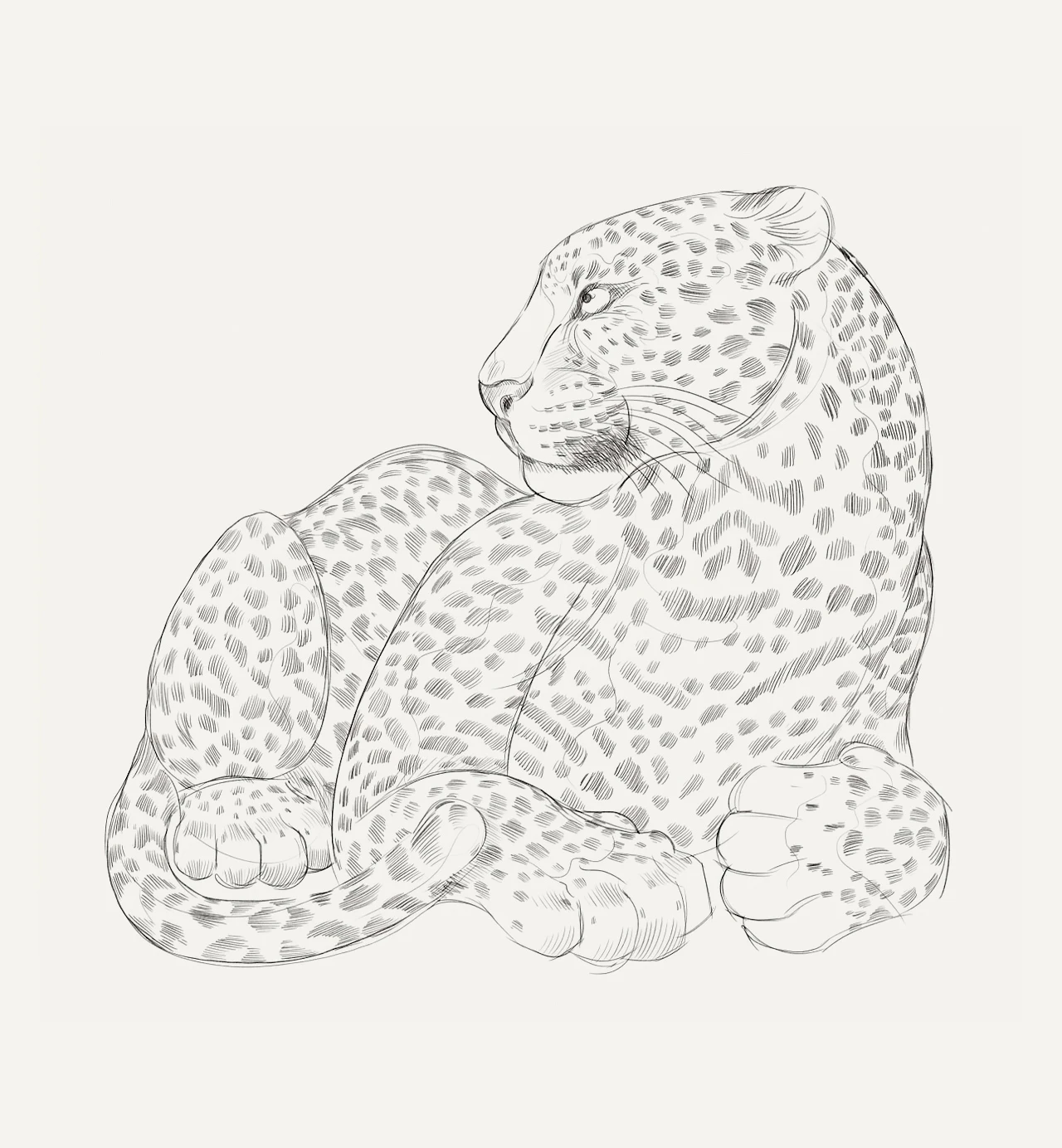 Photo of a jaguar drawing made with pencil.