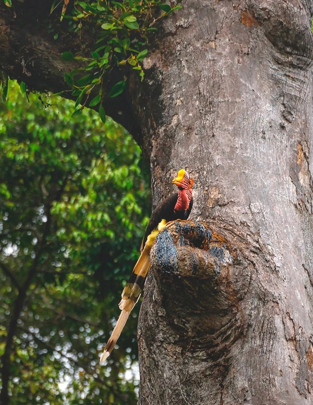 Photo of audio recording equipment embedded in a tree