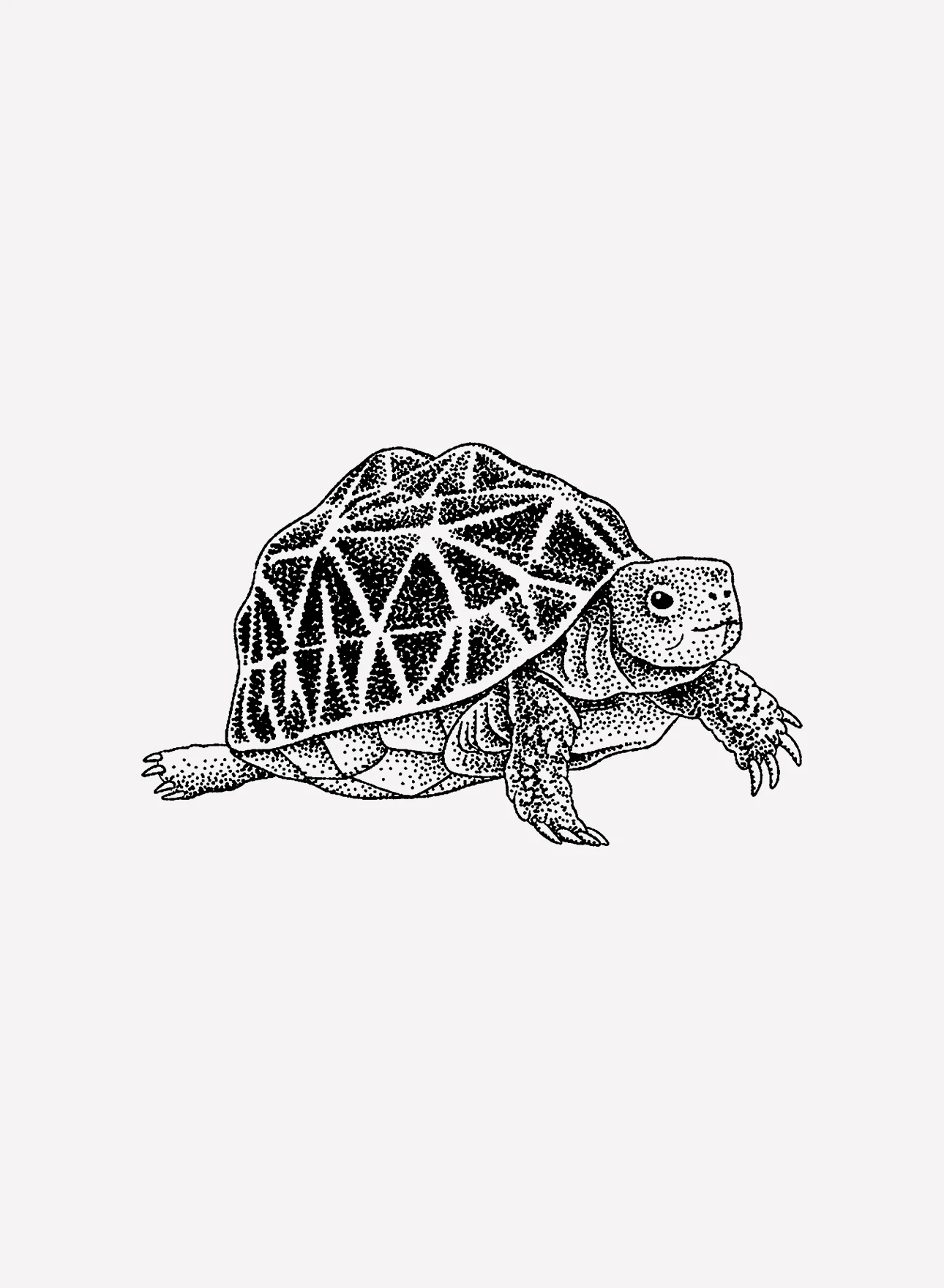 Illustration of a turtle